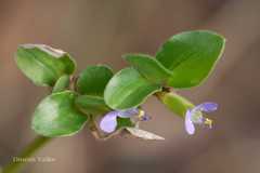 Commelina benghalensis